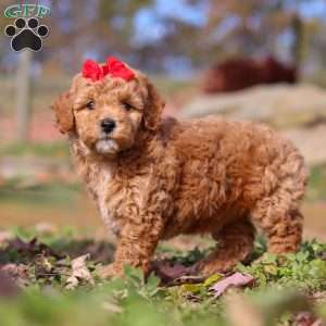 Sweet Potato, Miniature Poodle Puppy